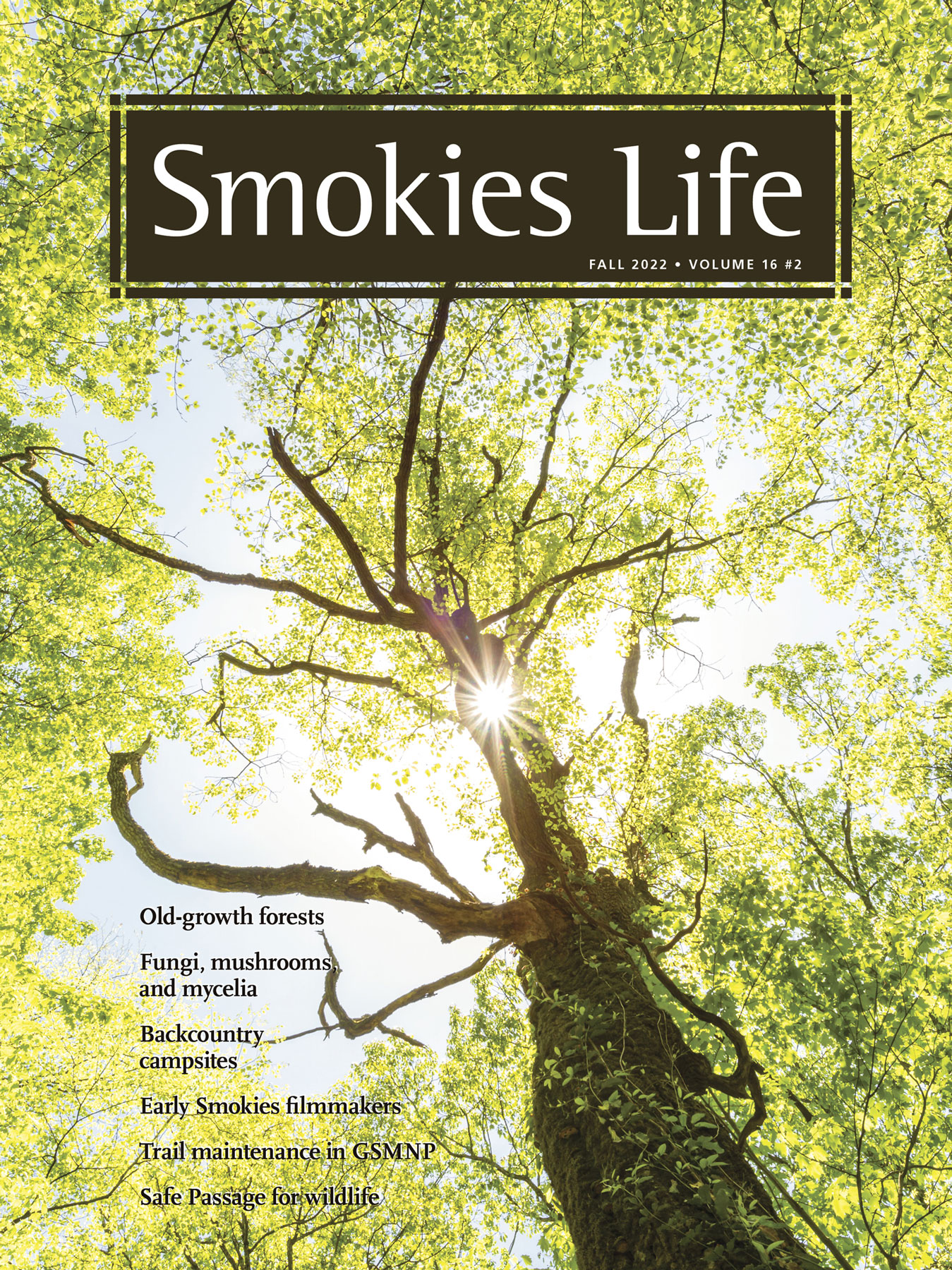 The cover story of the fall 2022 issue of Smokies Life is written by Steve Kemp and titled The Last Best Wildwoods: Scientists (and even politicians) keep revealing new wonders within a Smoky Mountain old-growth forest. Image courtesy of Michele Sons.