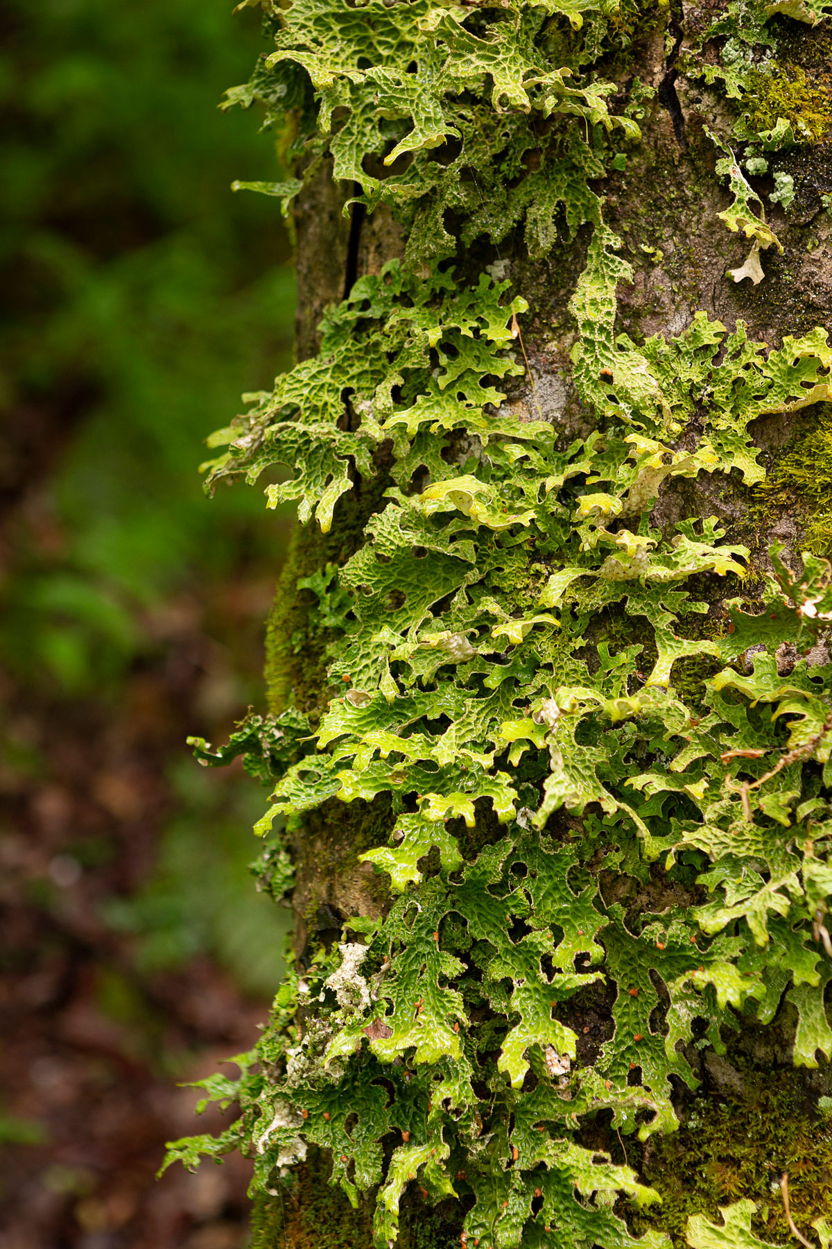 A single old-growth tree can provide habitat for hundreds of species of insects and dozens of fungi, slime molds, mosses, ferns, and lichens like this lungwort. Image courtesy of Michele Sons.